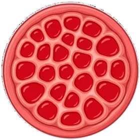 HorseJello 06 Cycle 1